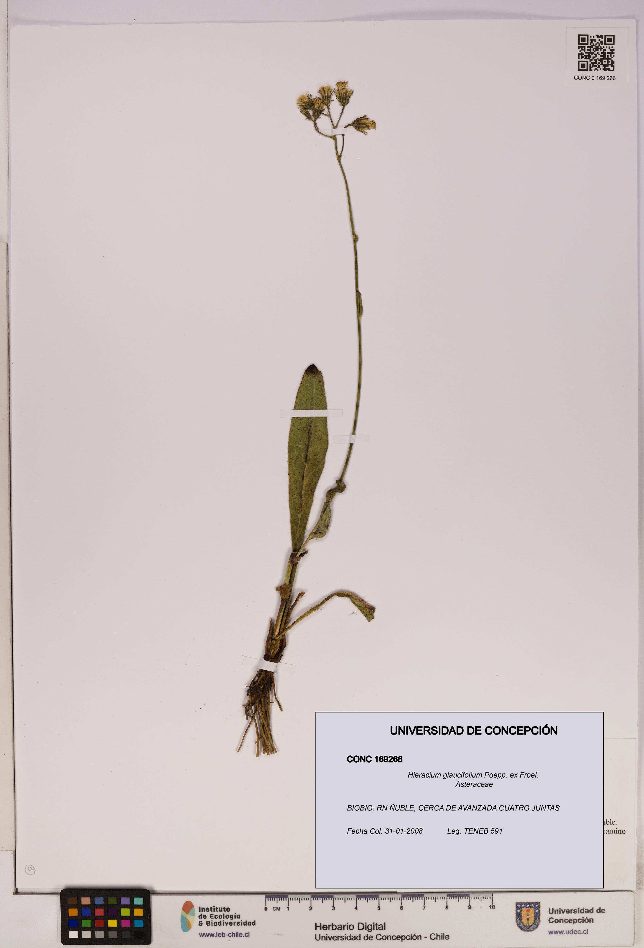 Hieracium glaucifolium [Espécimen: UDEC:CONC:0169266]