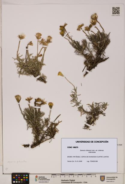 Senecio chilensis var. chilensis [Espécimen: UDEC:CONC:0169273]