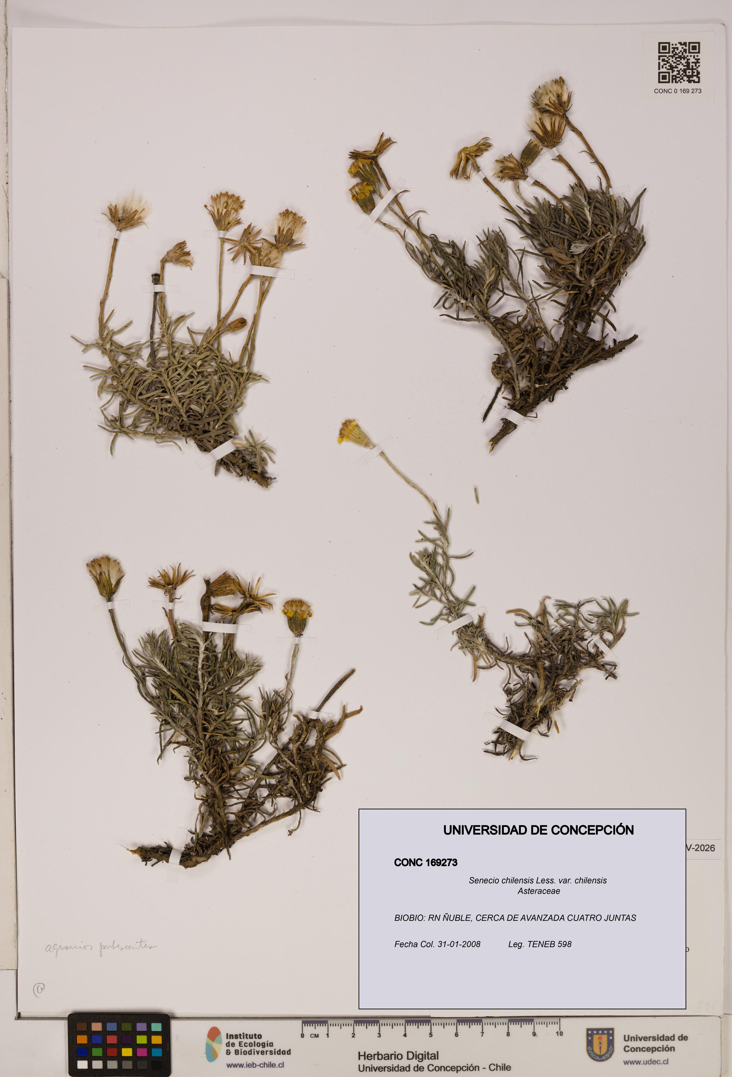 Senecio chilensis var. chilensis [Espécimen: UDEC:CONC:0169273]