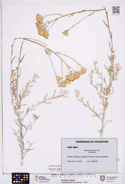 Senecio pycnanthus [Espécimen: ]