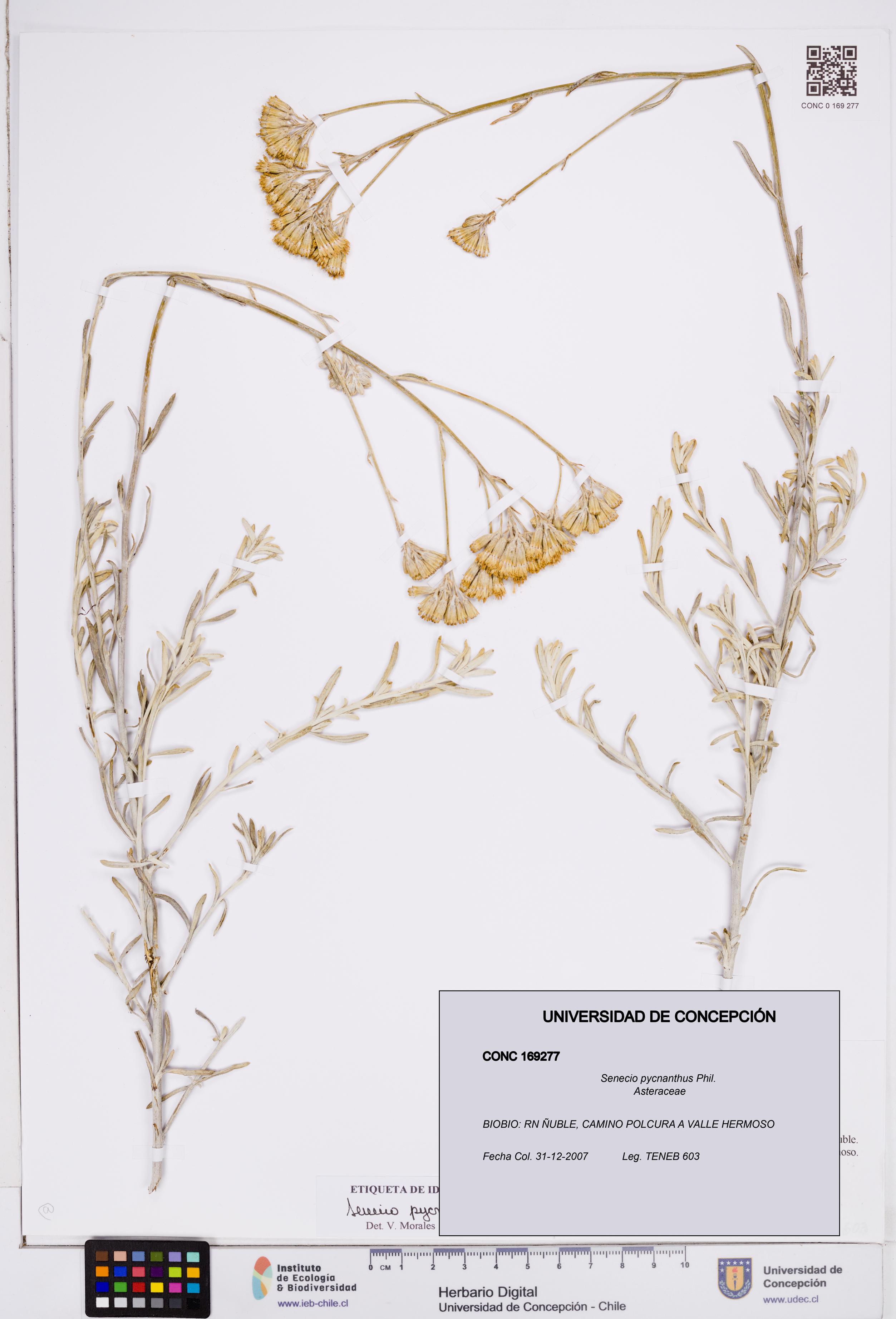 Senecio pycnanthus [Espécimen: ]