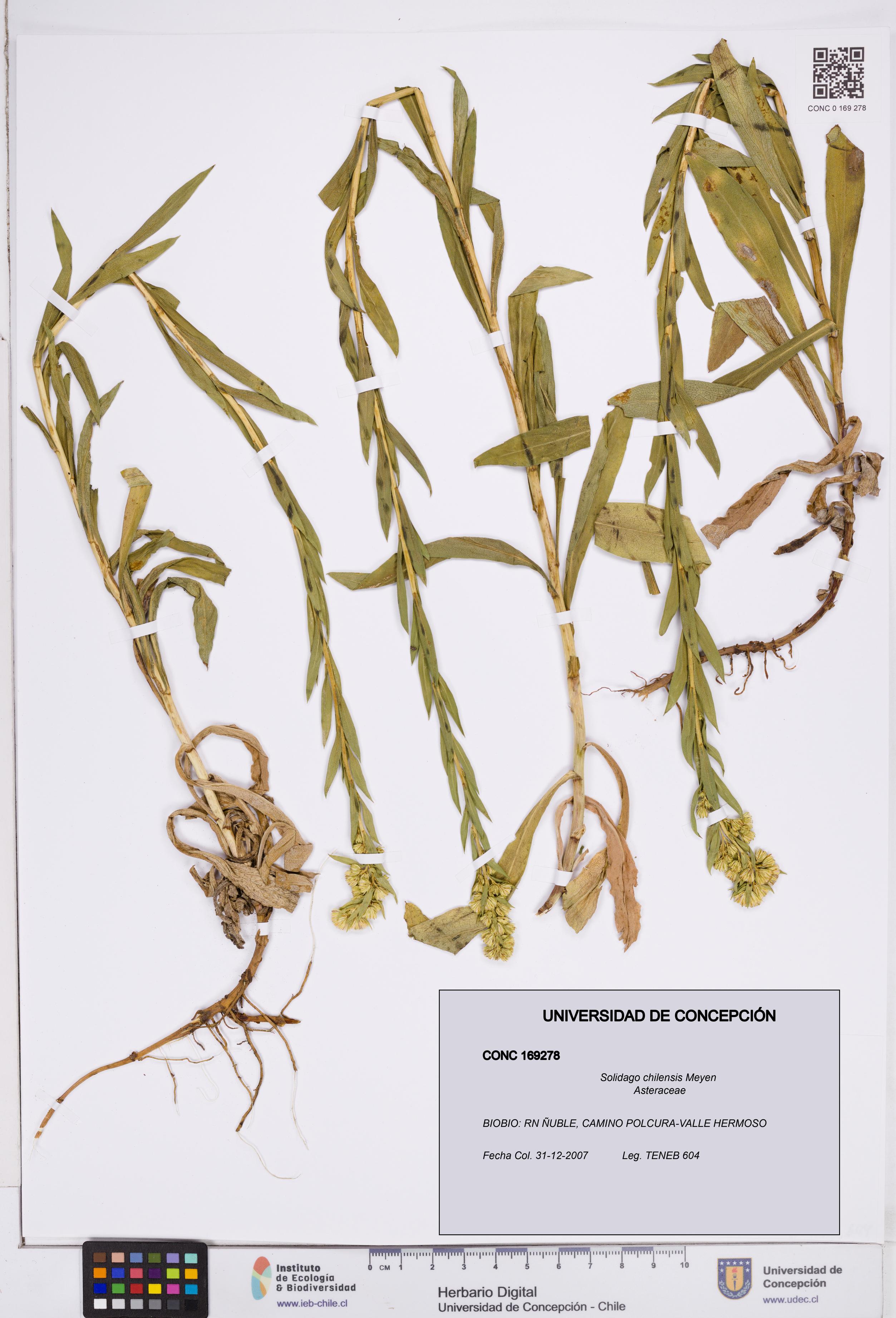 Solidago chilensis [Espécimen: ]