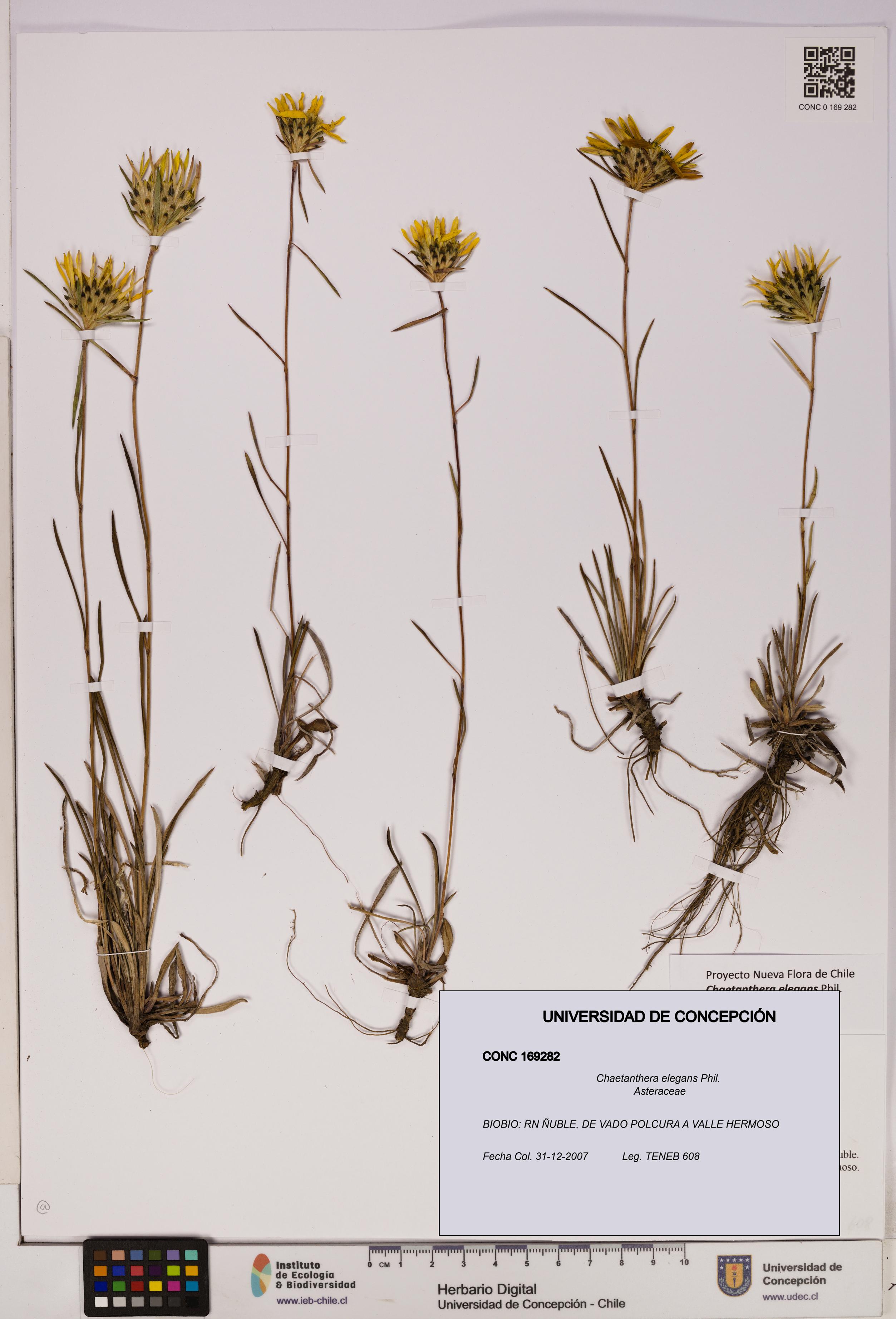 Chaetanthera elegans [Espécimen: UDEC:CONC:0169282]