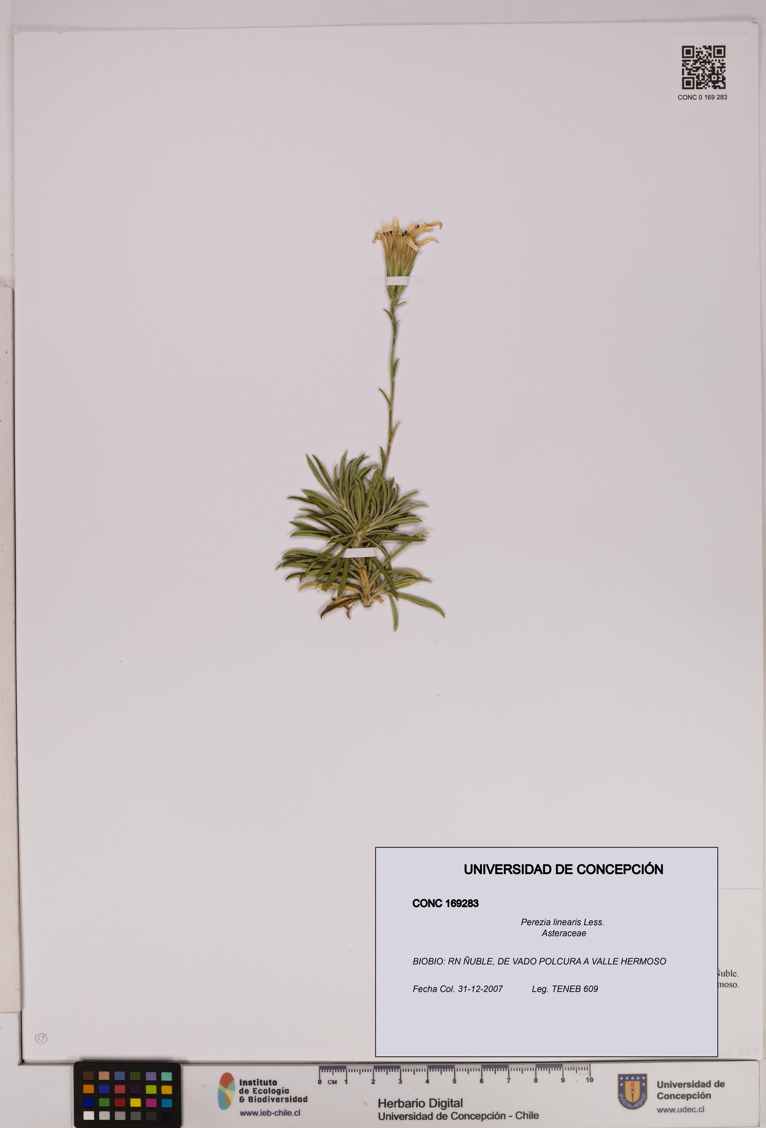 Perezia linearis [Espécimen: UDEC:CONC:0169283]