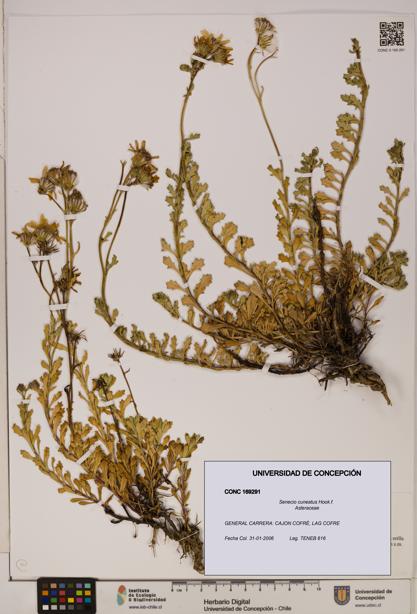 Senecio cuneatus [Espécimen: UDEC:CONC:0169291]
