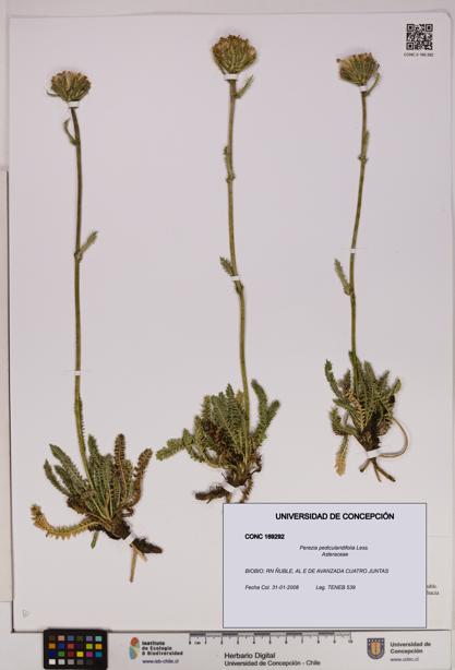 Perezia pedicularidifolia [Espécimen: UDEC:CONC:0169292]