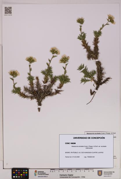 Nassauvia aculeata var. aculeata [Espécimen: UDEC:CONC:0169299]