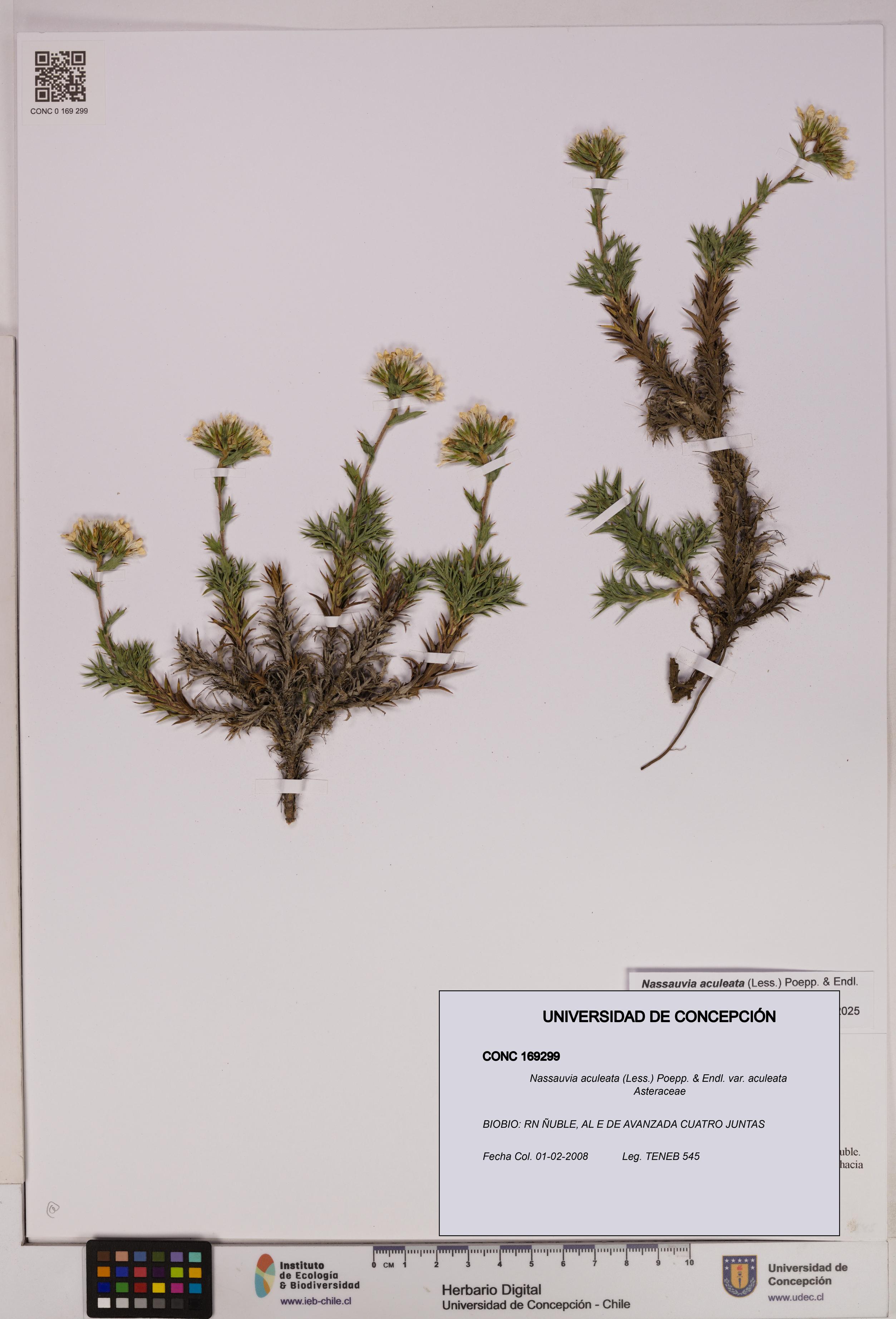 Nassauvia aculeata var. aculeata [Espécimen: UDEC:CONC:0169299]