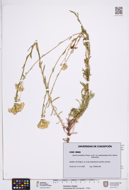 Senecio linariifolius var. heliophytoides [Espécimen: ]