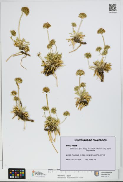 Gamocarpha alpina subsp. alpina [Espécimen: UDEC:CONC:0169303]