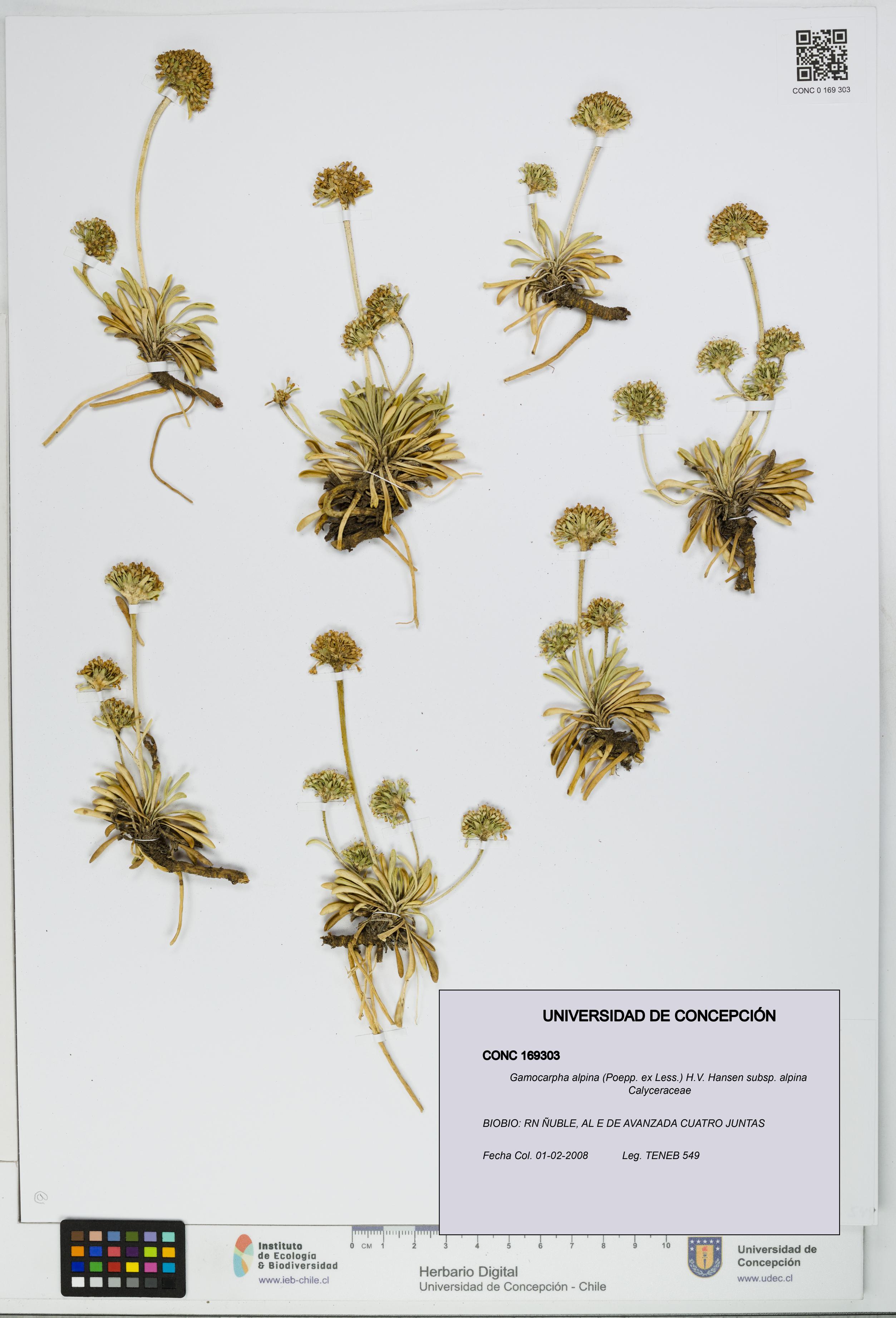 Gamocarpha alpina subsp. alpina [Espécimen: UDEC:CONC:0169303]