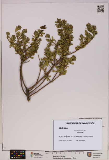Baccharis neaei [Espécimen: UDEC:CONC:0169304]