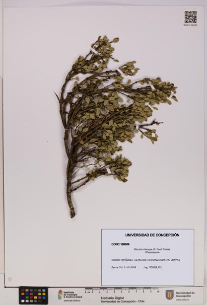 Discaria chacaye [Espécimen: UDEC:CONC:0169306]