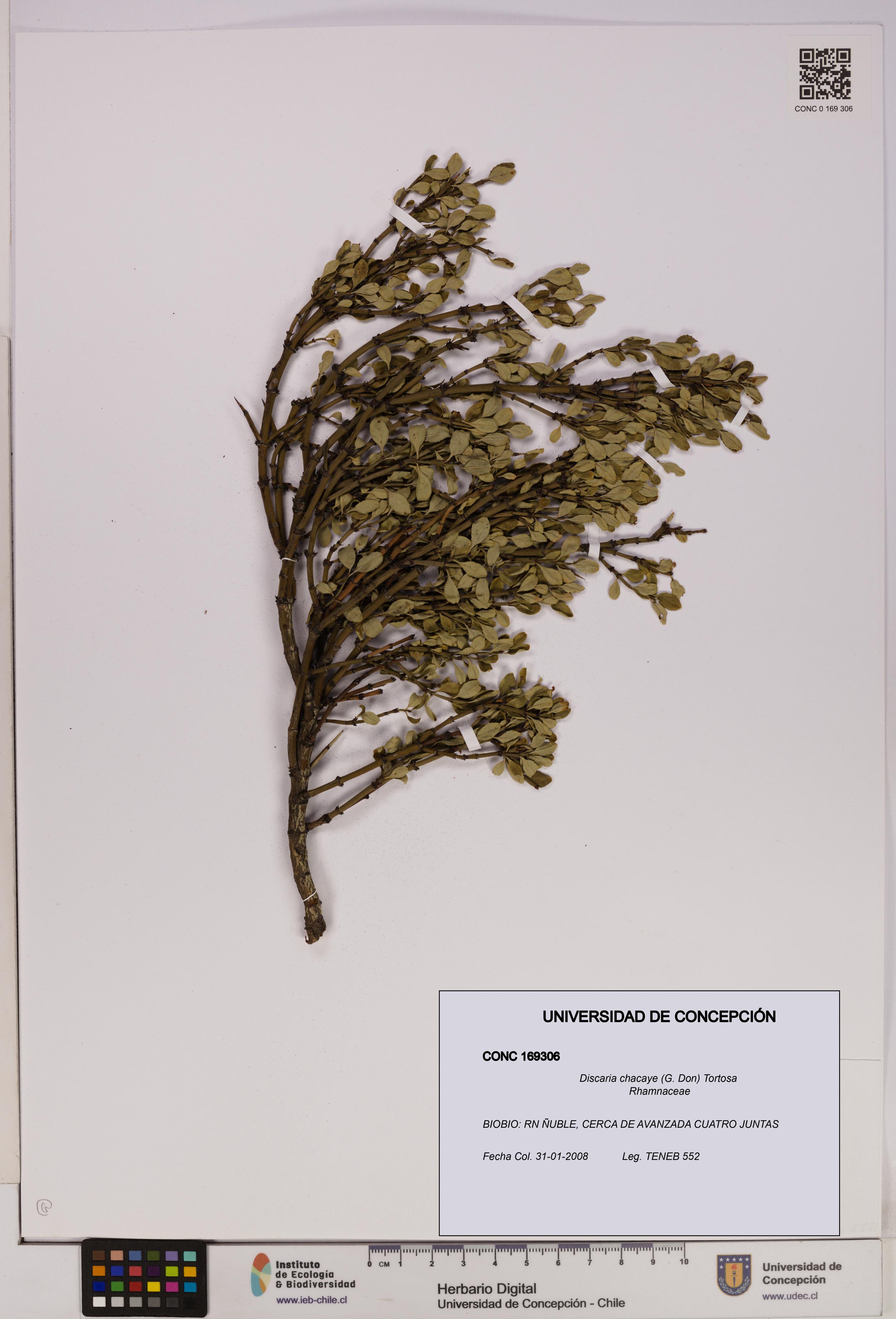 Discaria chacaye [Espécimen: UDEC:CONC:0169306]