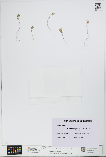 Chaetanthera euphrasioides [Espécimen: UDEC:CONC:0169311]