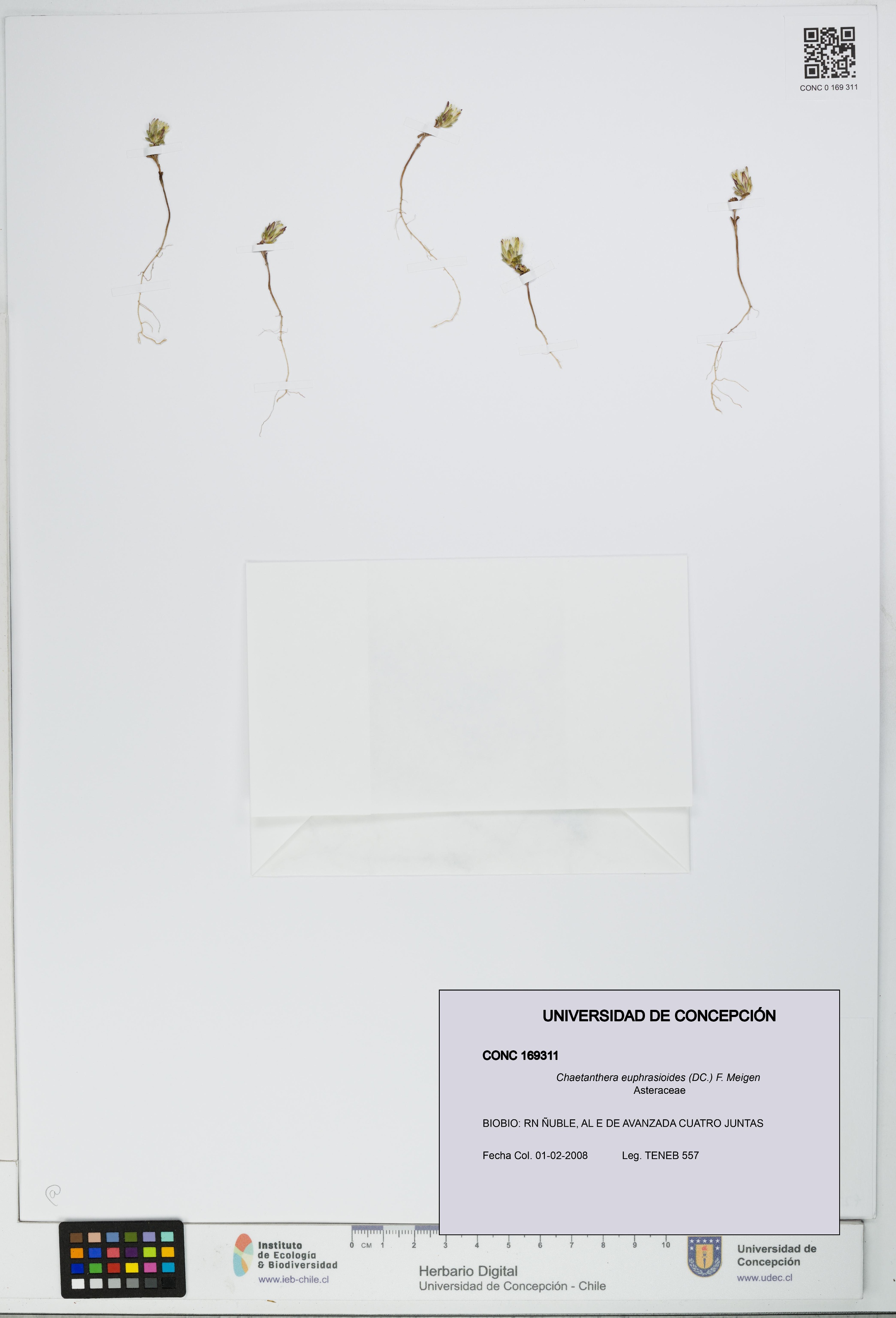 Chaetanthera euphrasioides [Espécimen: UDEC:CONC:0169311]