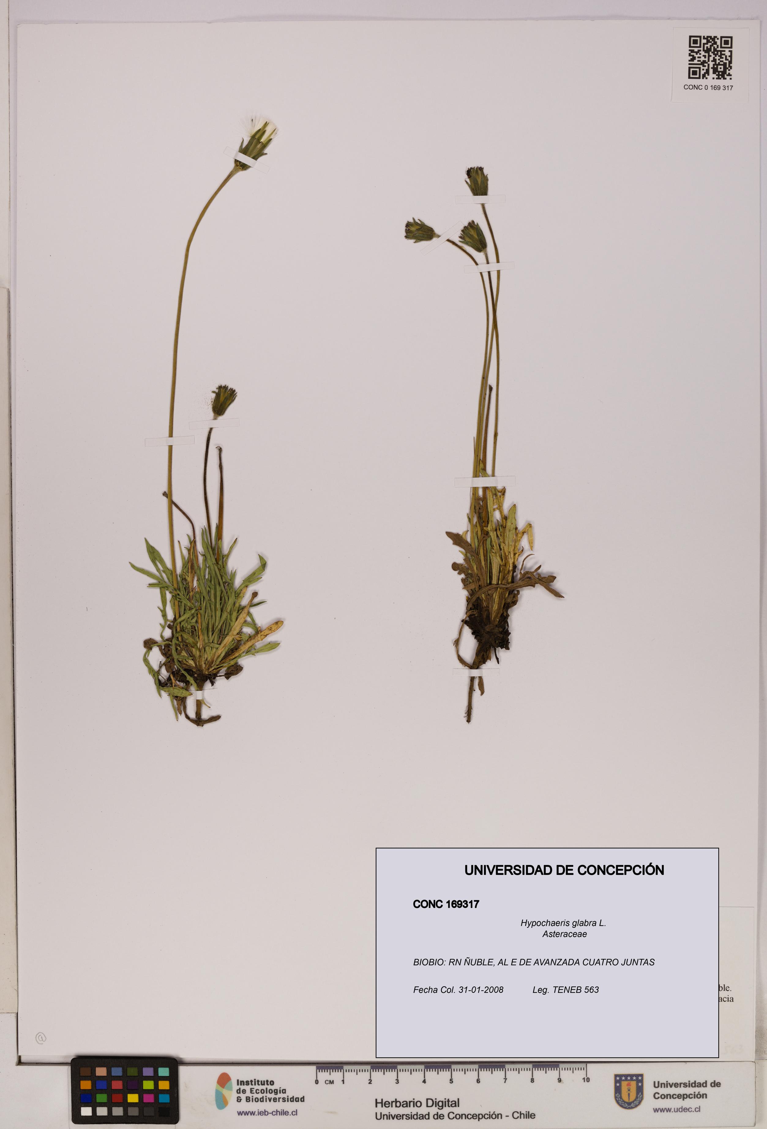 Hypochaeris glabra [Espécimen: UDEC:CONC:0169317]