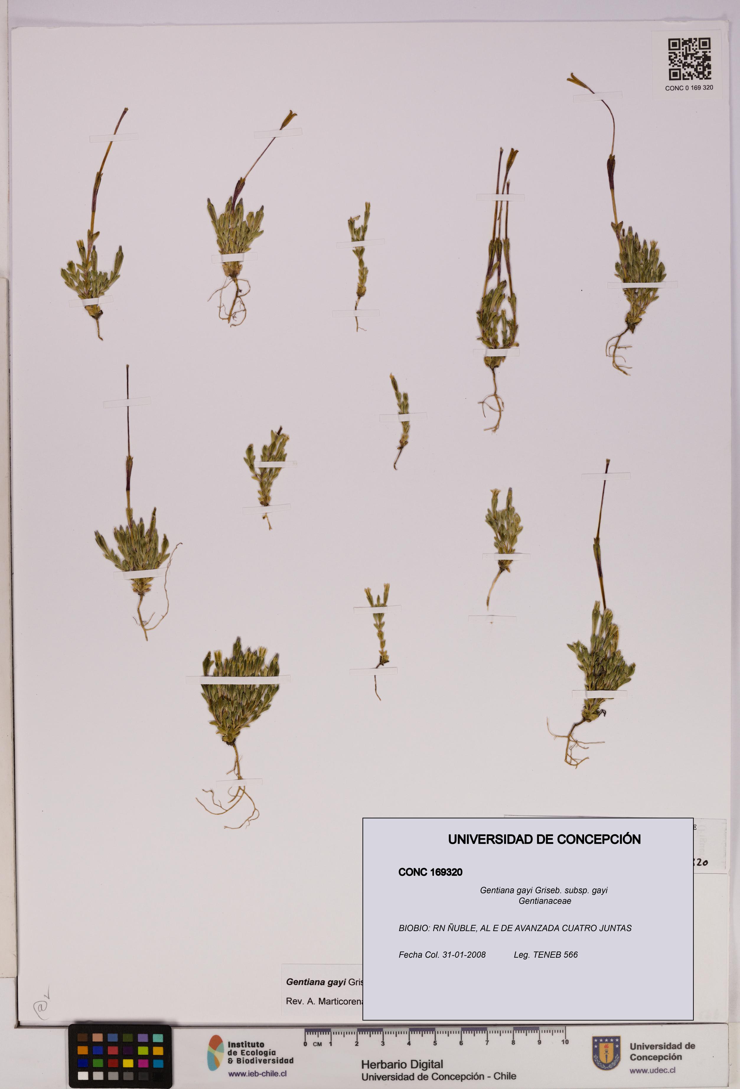 Gentiana gayi [Espécimen: UDEC:CONC:0169320]