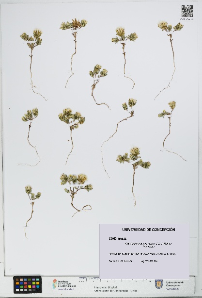 Chaetanthera euphrasioides [Espécimen: UDEC:CONC:0169322]