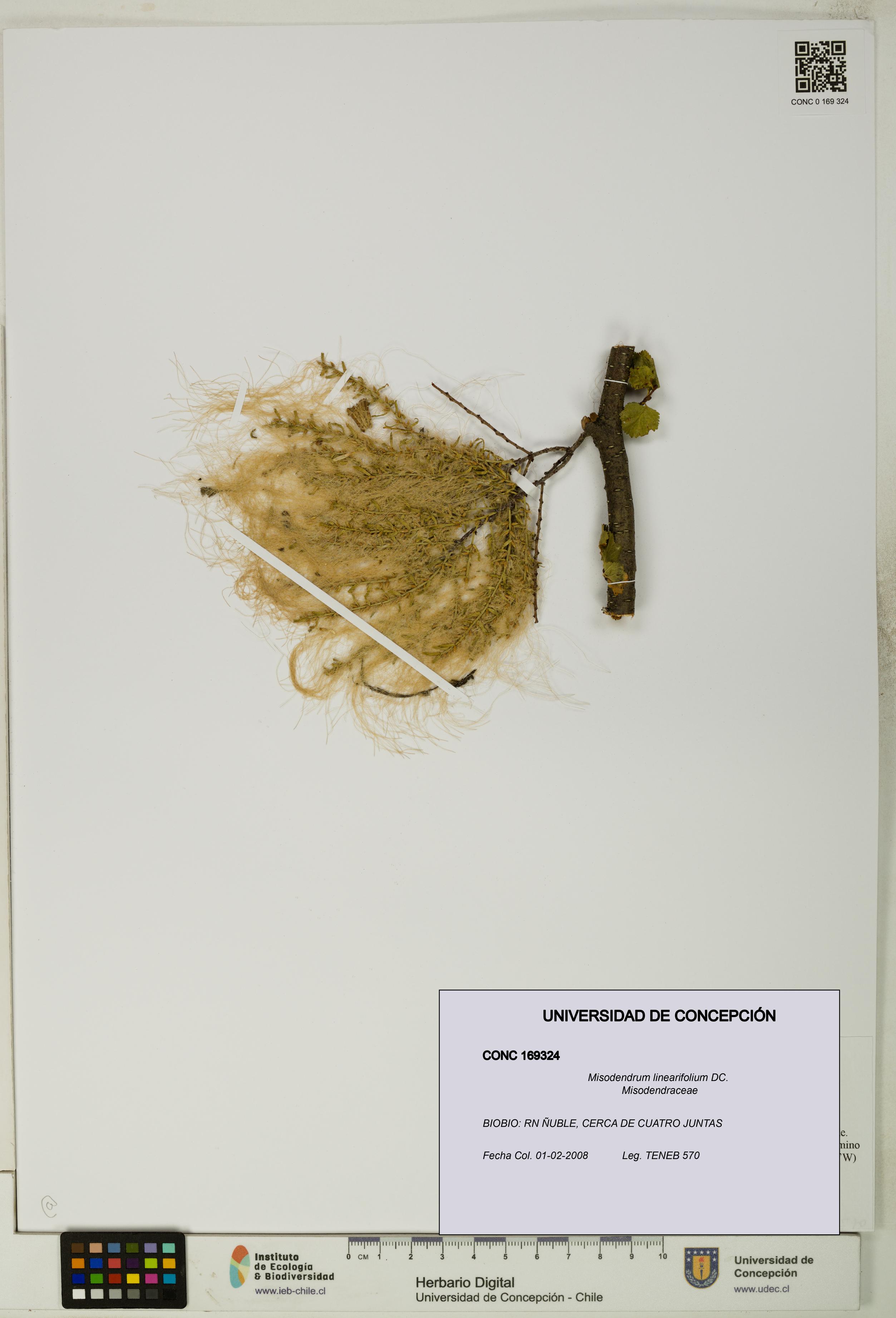 Misodendrum linearifolium [Espécimen: UDEC:CONC:0169324]