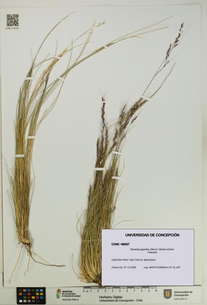 Nassella gigantea [Espécimen: UDEC:CONC:0169327]