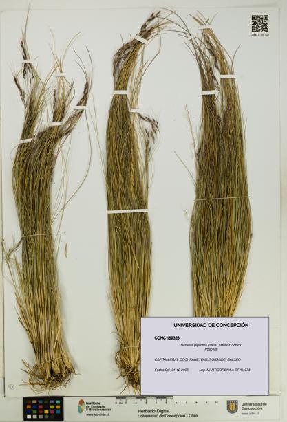 Nassella gigantea [Espécimen: UDEC:CONC:0169328]