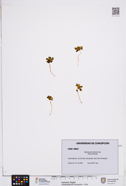 Barneoudia chilensis [Espécimen: ]
