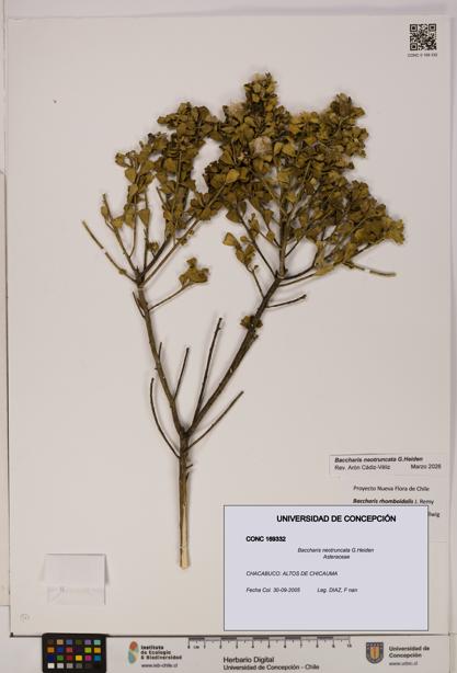 Baccharis neotruncata [Espécimen: UDEC:CONC:0169332]