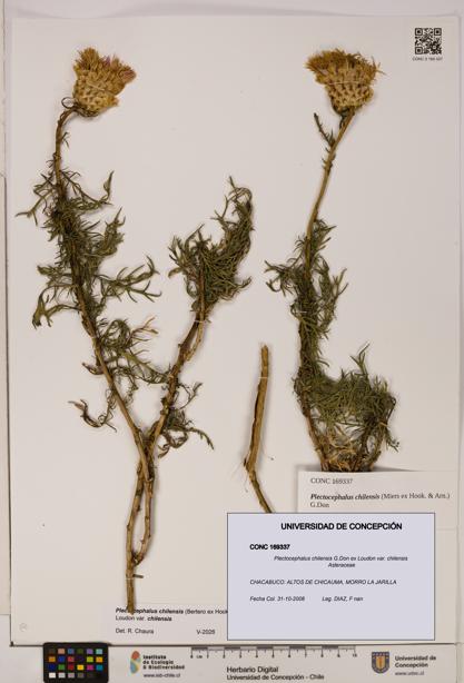 Plectocephalus chilensis [Espécimen: ]