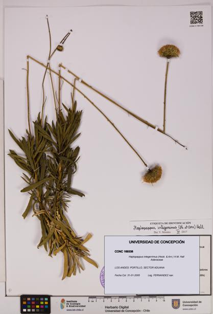 Haplopappus integerrimus [Espécimen: UDEC:CONC:0169338]