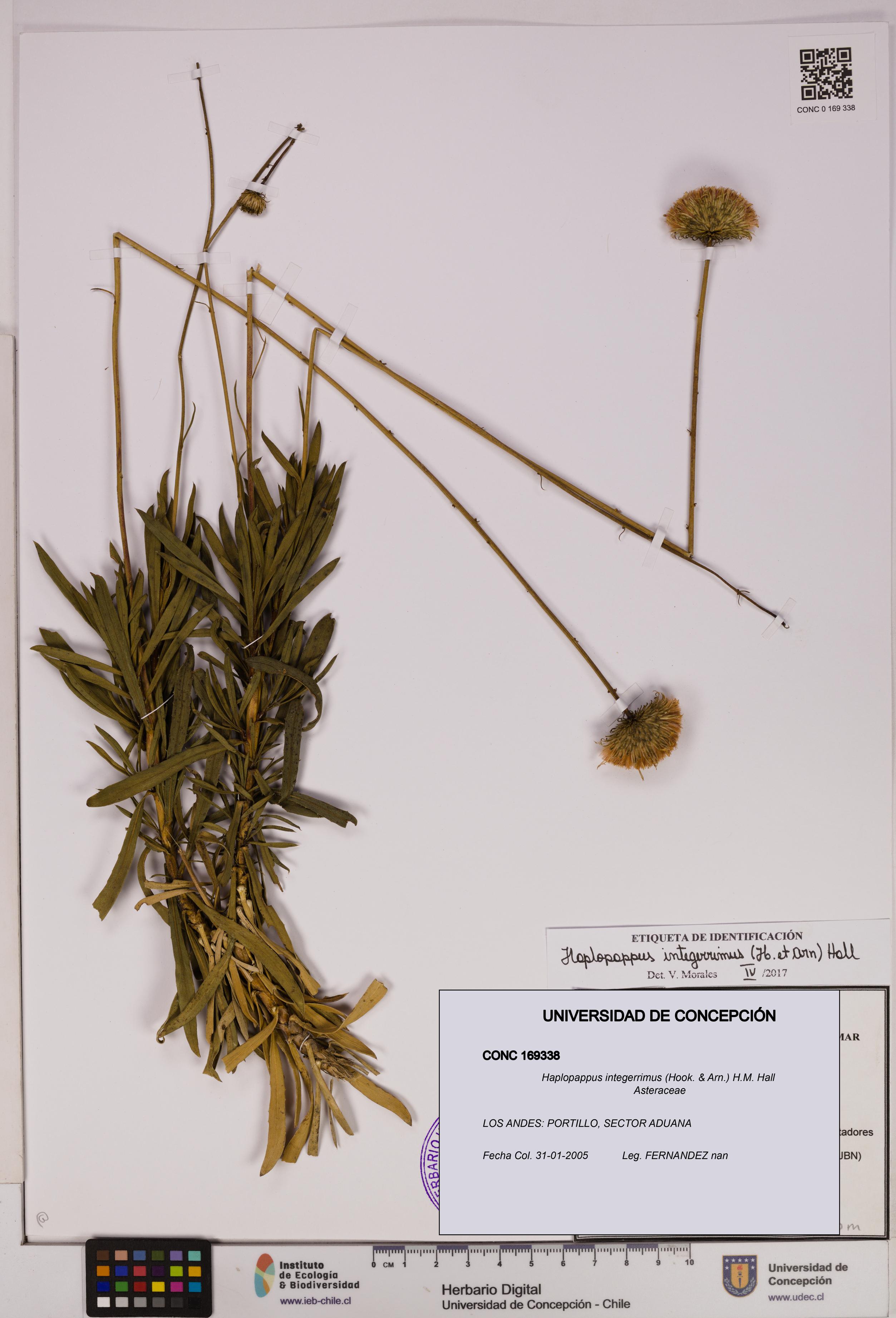 Haplopappus integerrimus [Espécimen: UDEC:CONC:0169338]