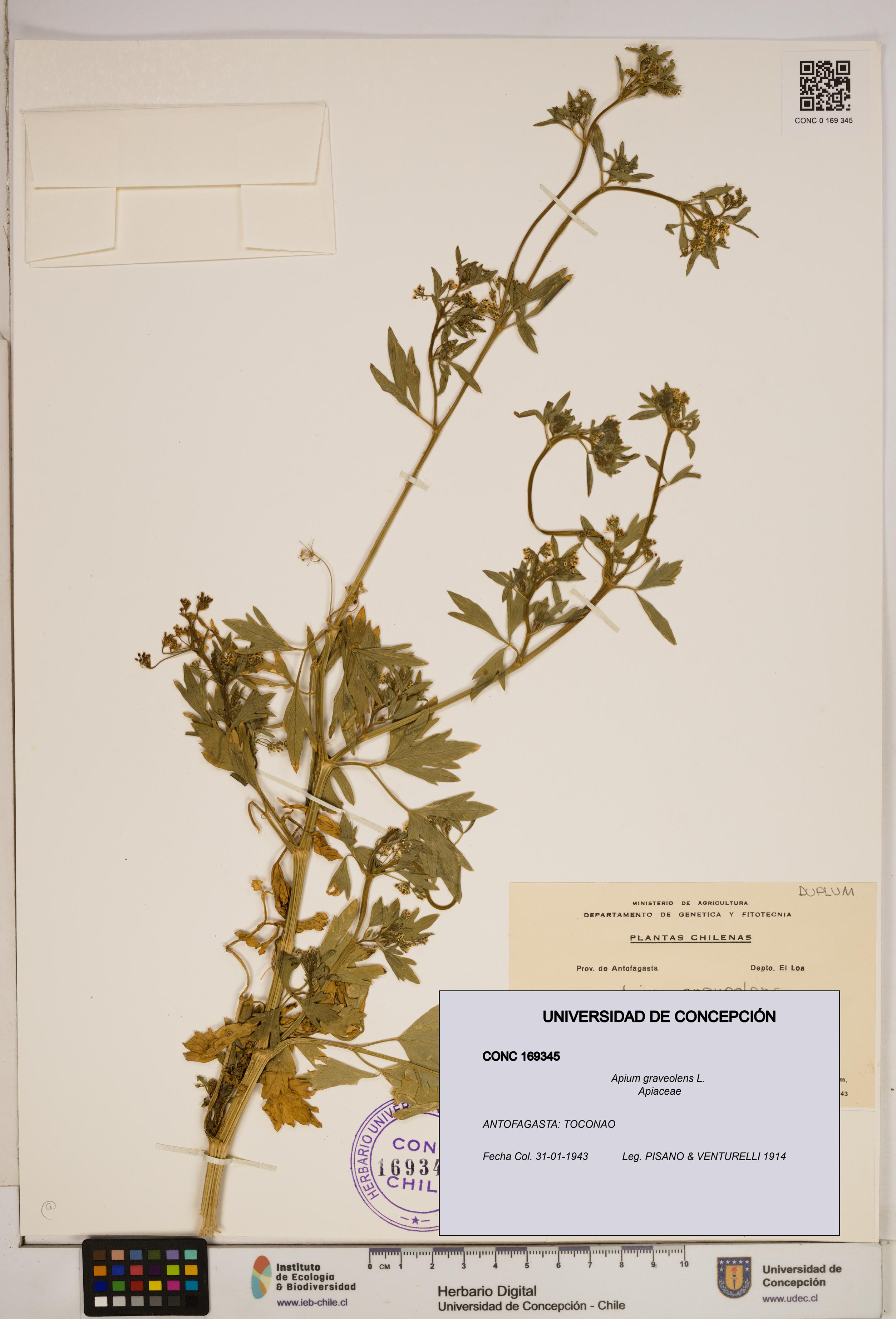 Apium graveolens [Espécimen: ]