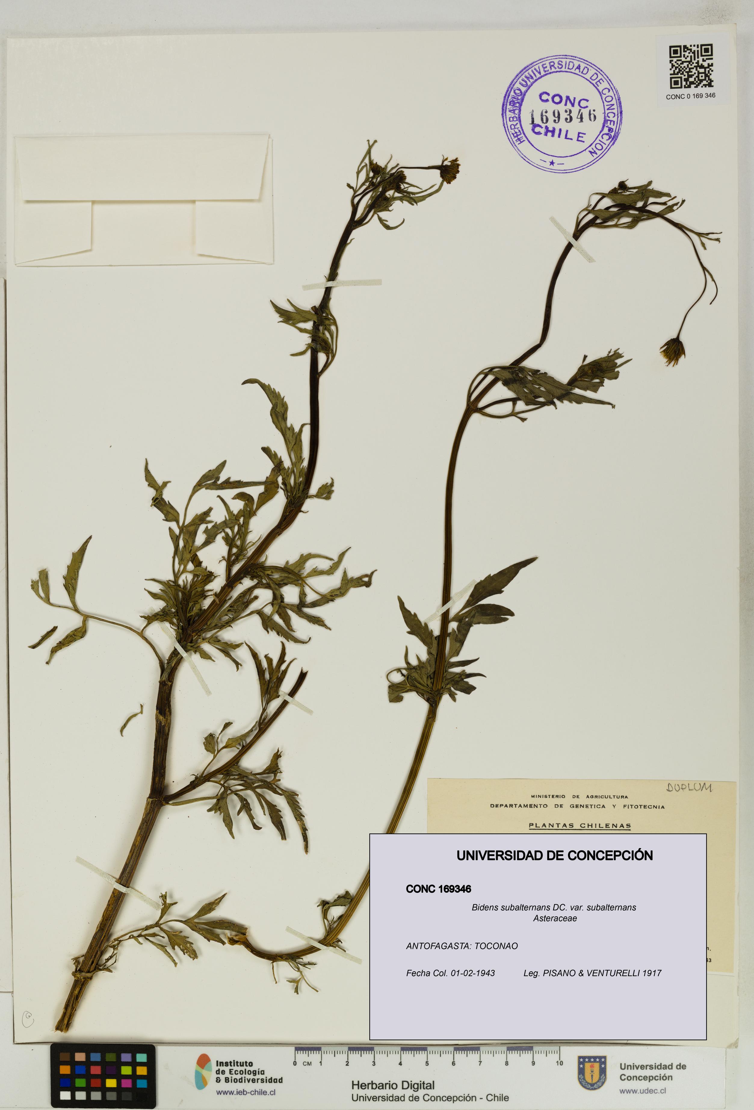 Bidens subalternans var. subalternans [Espécimen: UDEC:CONC:0169346]