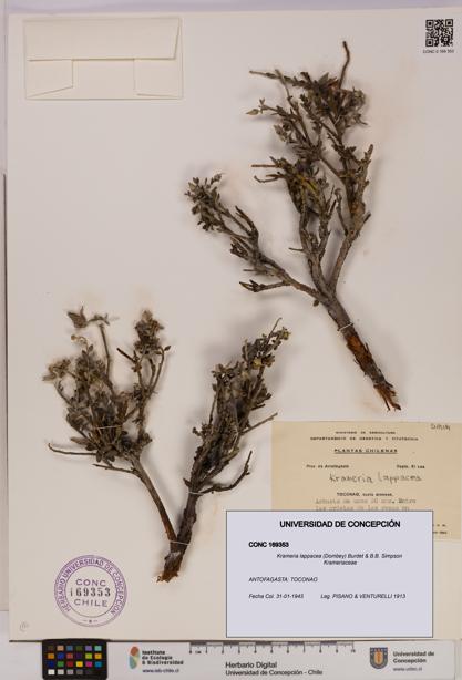 Krameria lappacea [Espécimen: UDEC:CONC:0169353]