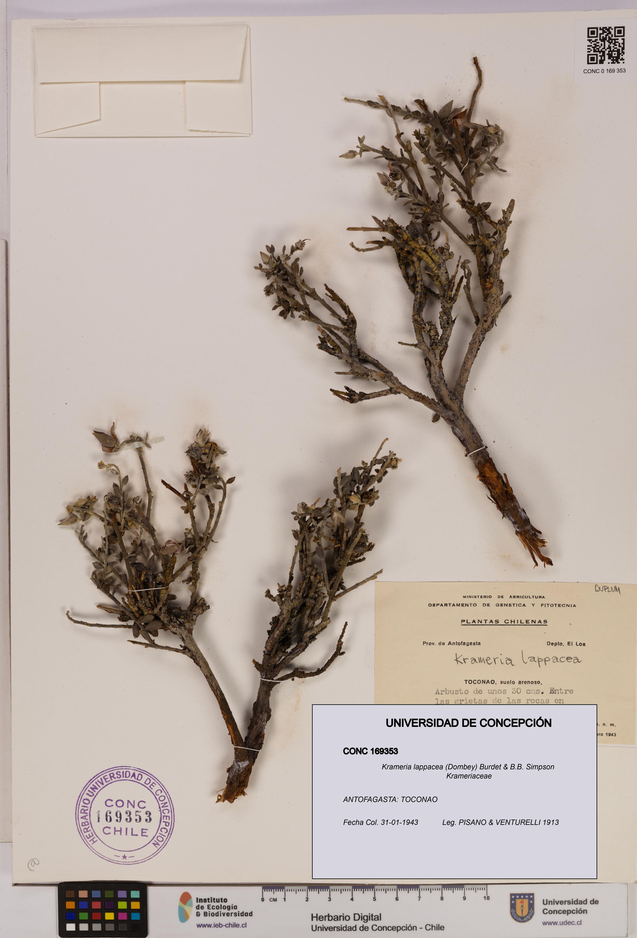 Krameria lappacea [Espécimen: UDEC:CONC:0169353]