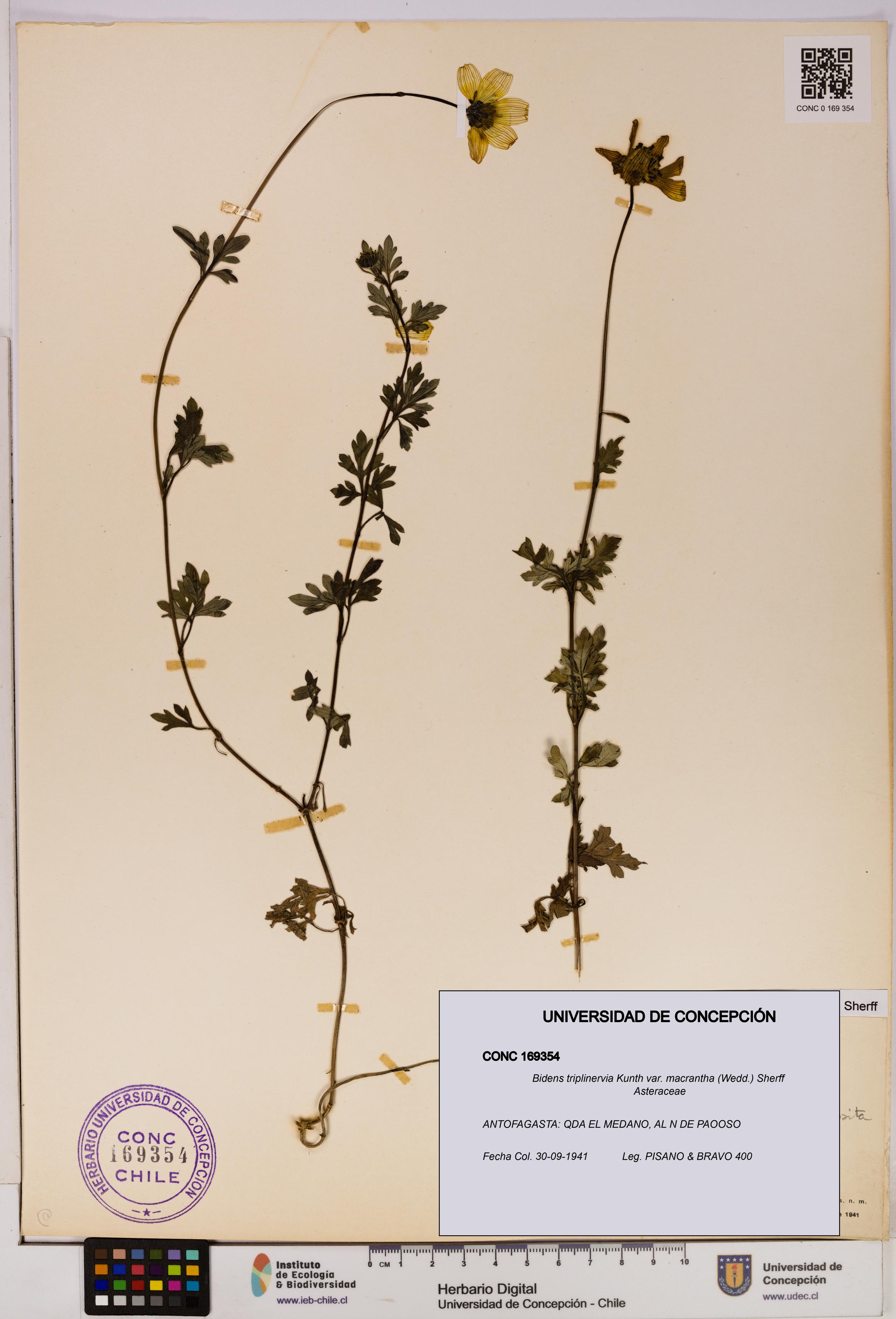 Bidens triplinervia [Espécimen: UDEC:CONC:0169354]