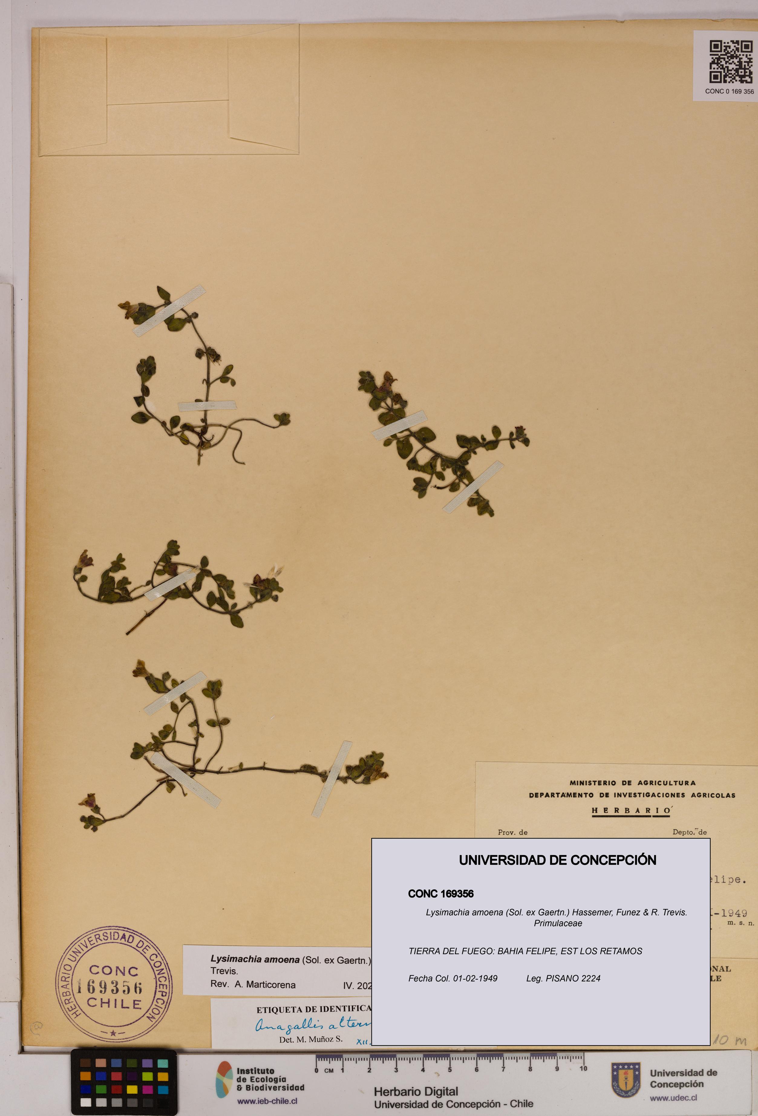 Lysimachia amoena [Espécimen: UDEC:CONC:0169356]