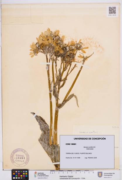 Senecio smithii [Espécimen: ]