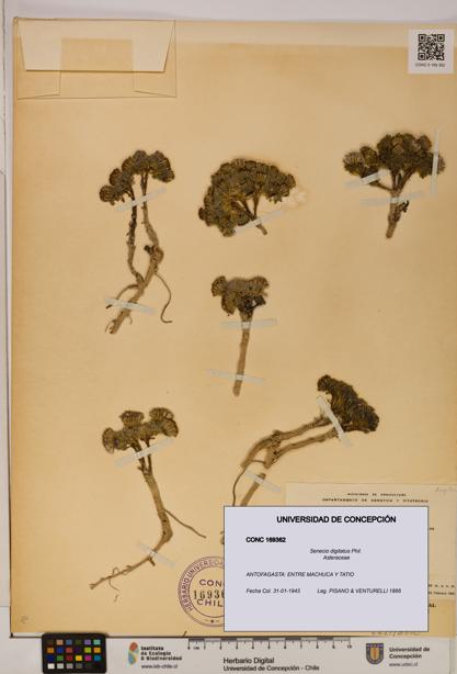 Senecio digitatus [Espécimen: UDEC:CONC:0169362]