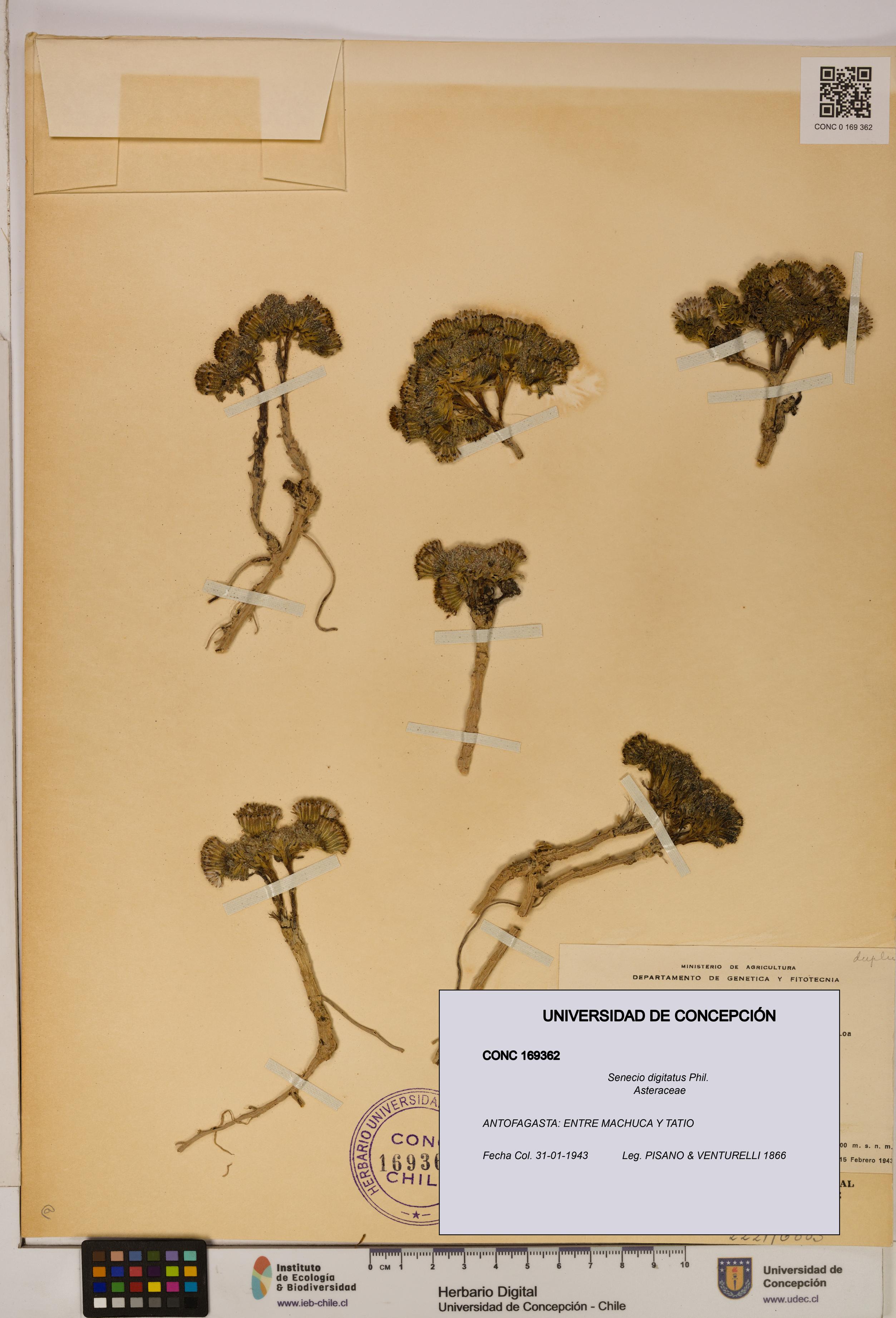 Senecio digitatus [Espécimen: UDEC:CONC:0169362]
