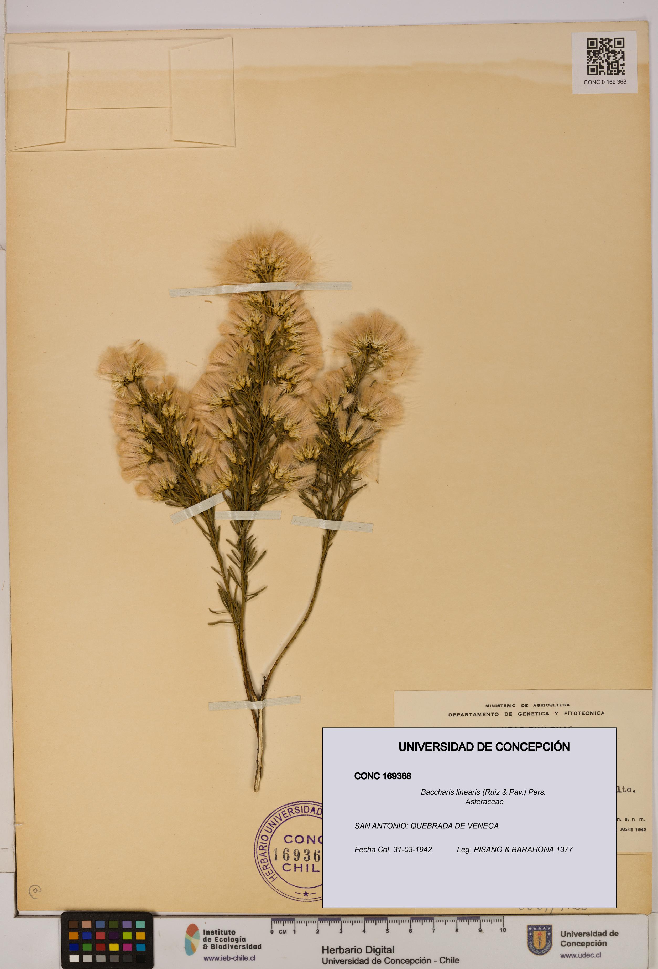 Baccharis linearis [Espécimen: UDEC:CONC:0169368]