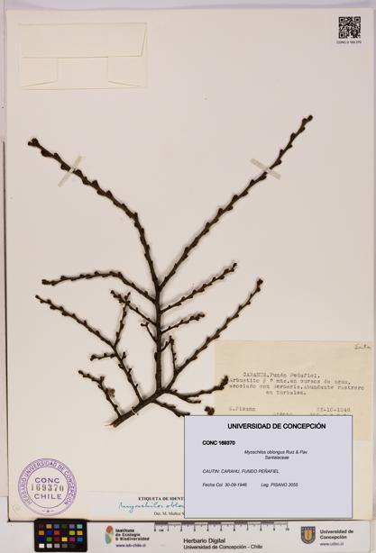 Myoschilos oblongus [Espécimen: UDEC:CONC:0169370]