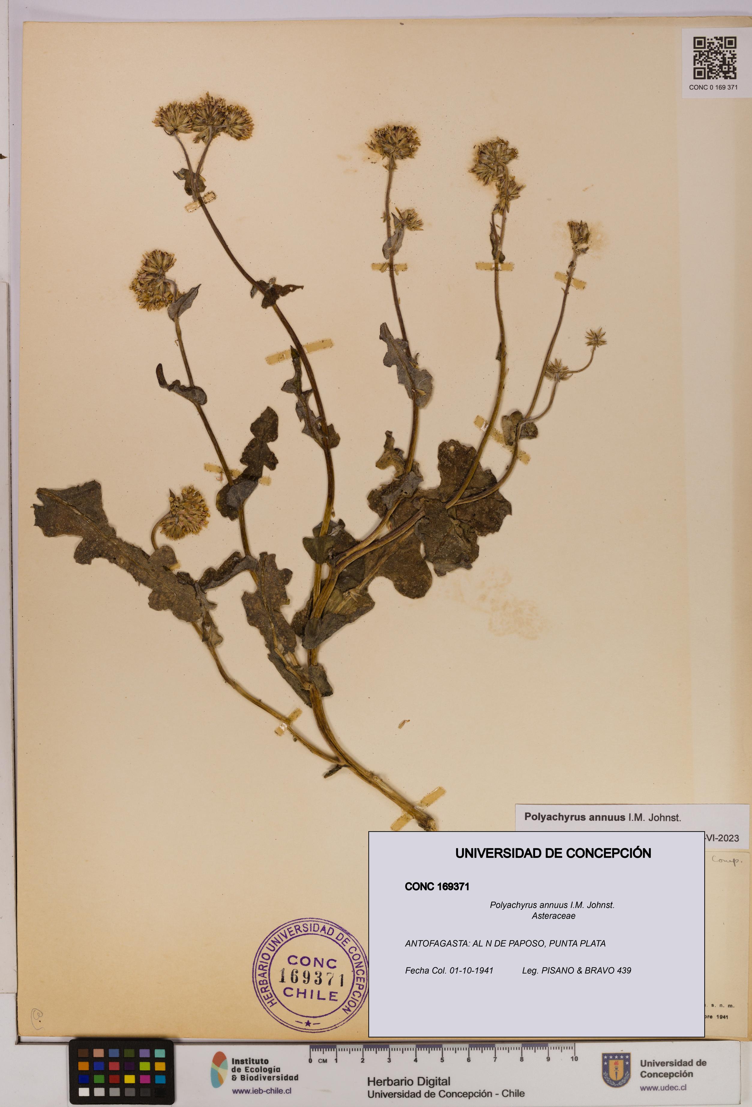 Polyachyrus annuus [Espécimen: UDEC:CONC:0169371]
