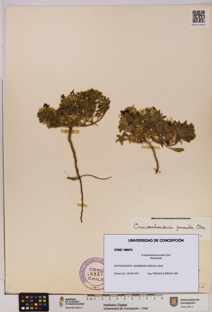 Cruckshanksia pumila [Espécimen: UDEC:CONC:0169374]