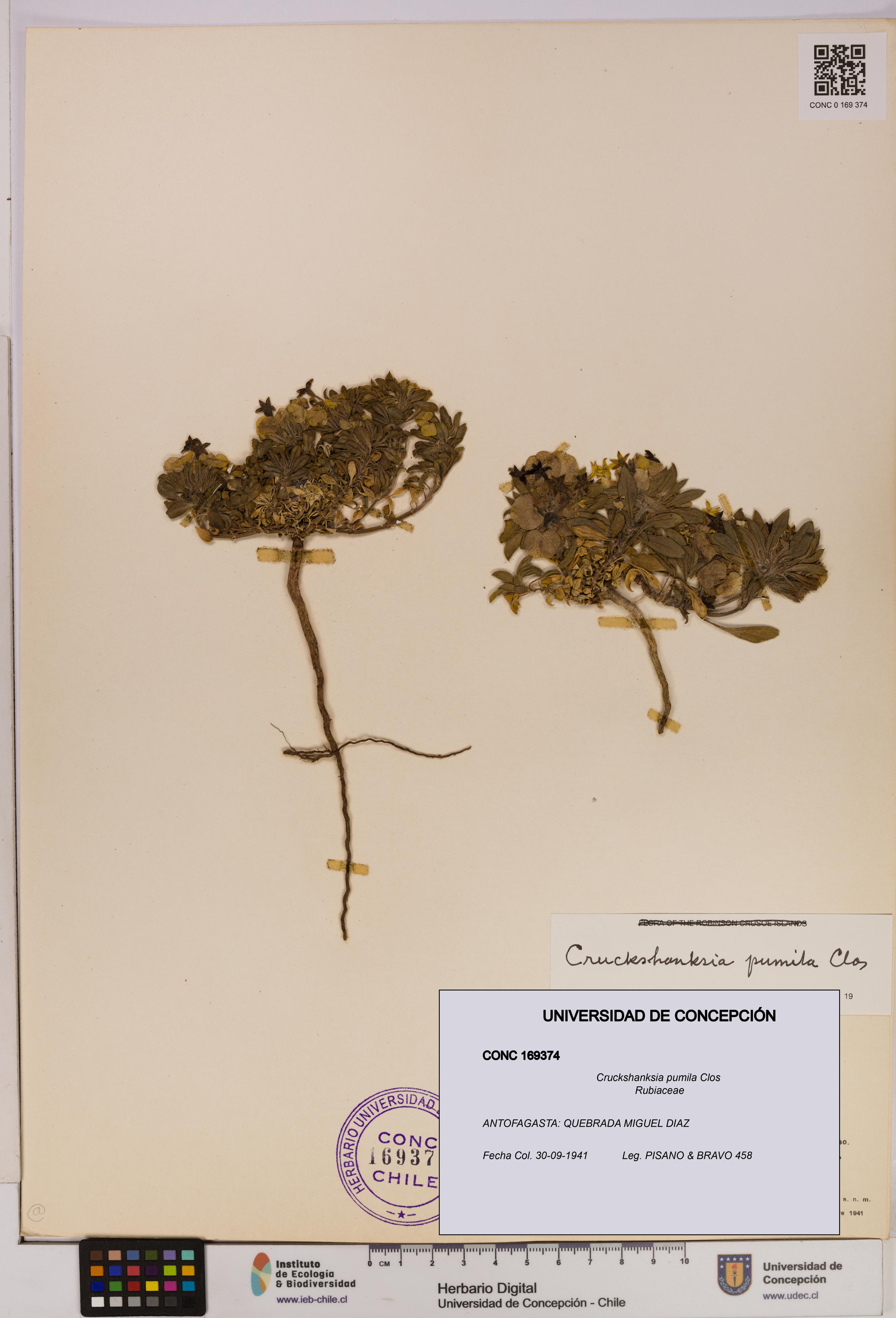 Cruckshanksia pumila [Espécimen: UDEC:CONC:0169374]