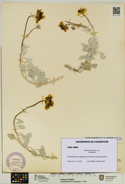 Encelia canescens [Espécimen: UDEC:CONC:0169384]
