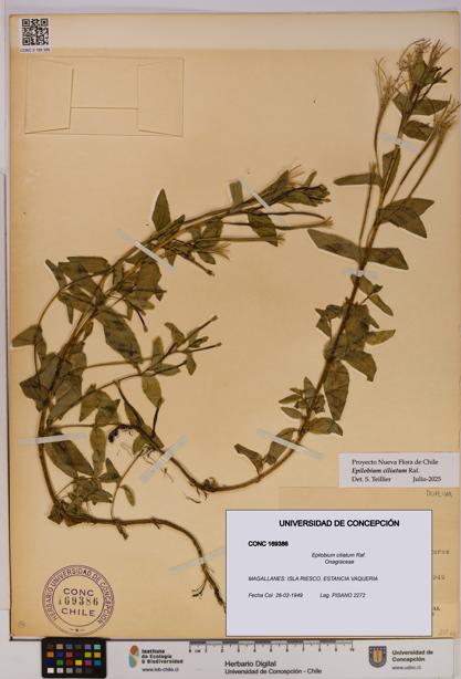 Epilobium ciliatum [Espécimen: UDEC:CONC:0169386]