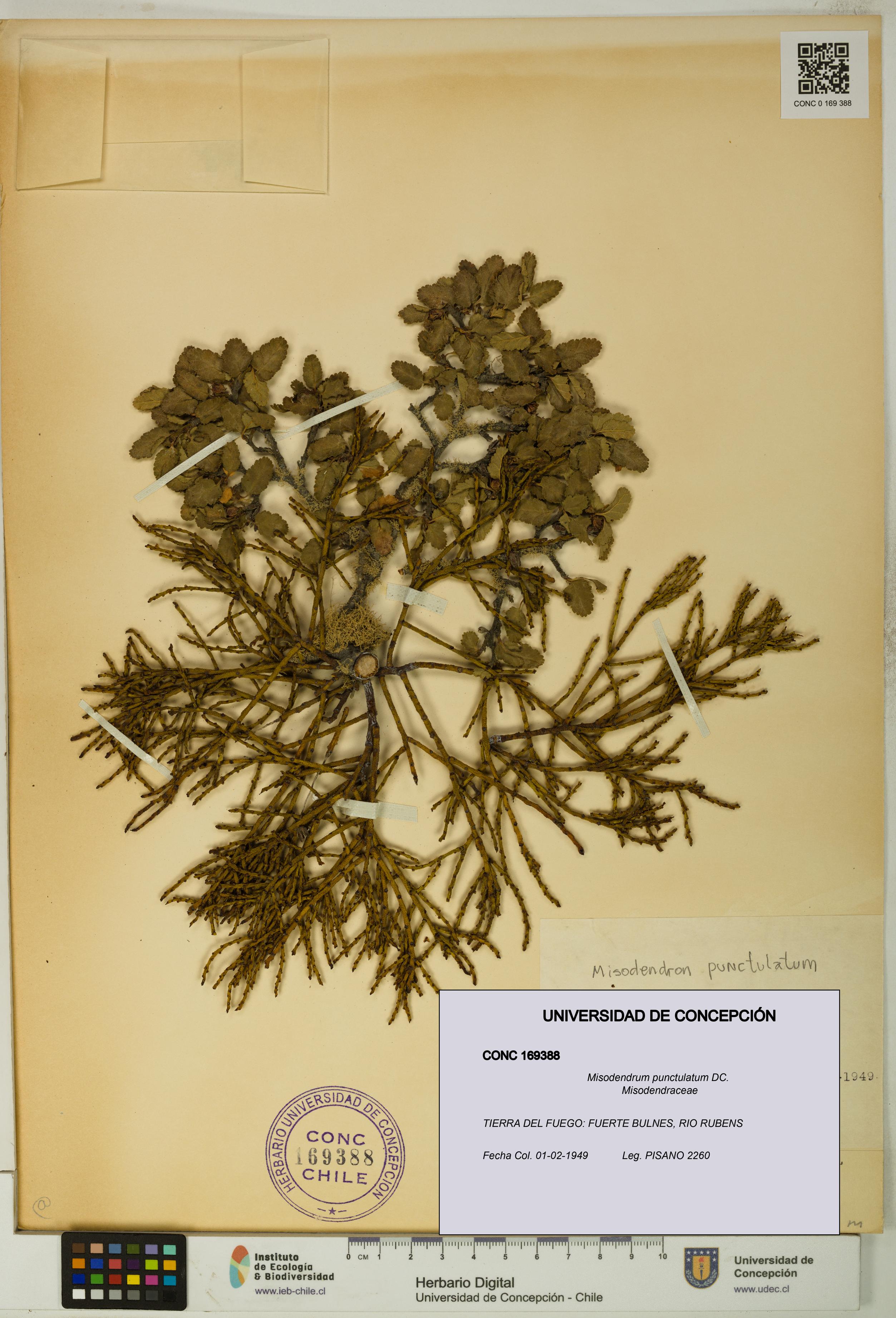 Misodendrum punctulatum [Espécimen: UDEC:CONC:0169388]