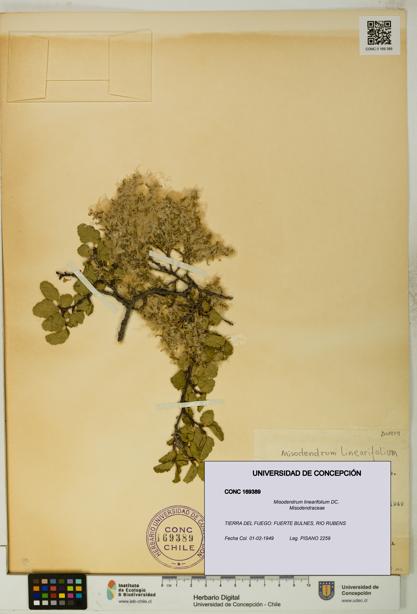 Misodendrum linearifolium [Espécimen: UDEC:CONC:0169389]