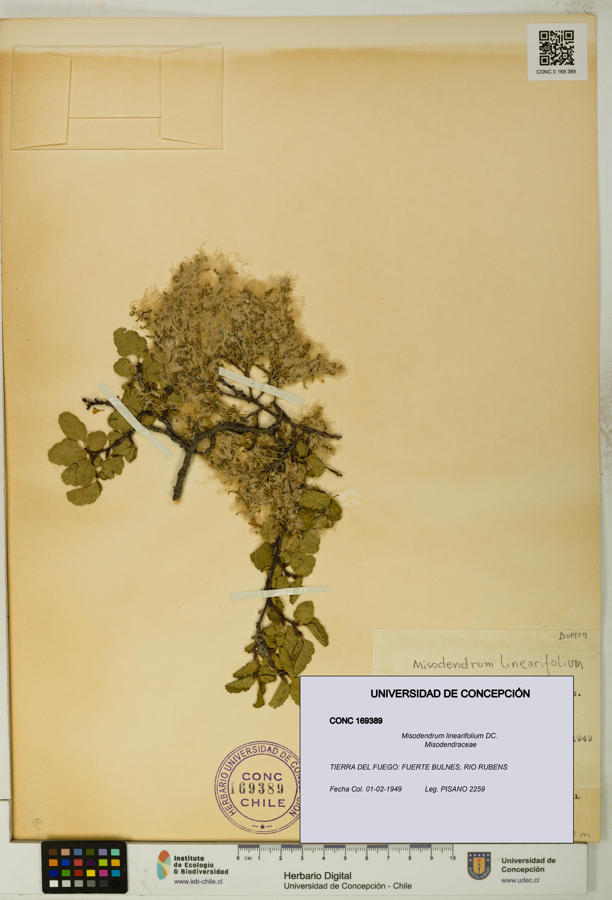 Misodendrum linearifolium [Espécimen: UDEC:CONC:0169389]